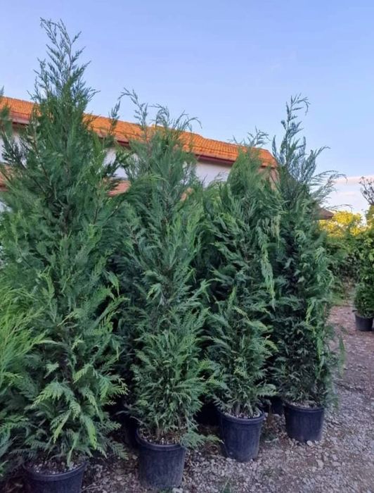 Tuia spiral, Tuia Etajata , Leylandii Albastru/, Verde