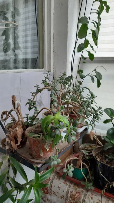 Комнатные растения (денежное дерево, лимон, золотой ус и др)