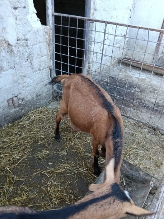 Vând capre de lapte rasa alpin francez si saanen rasa alpina franceza