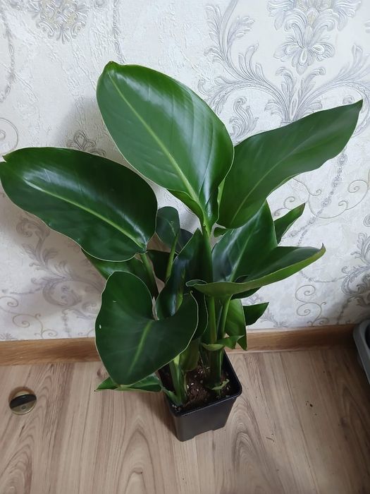 Комнатные растения Алматы