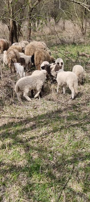 Vând Miei încărcați