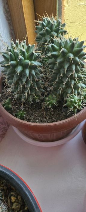 Xonaki gullar sotiladi.