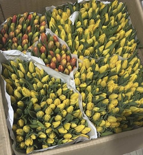 Тюльпаны оптом Астана