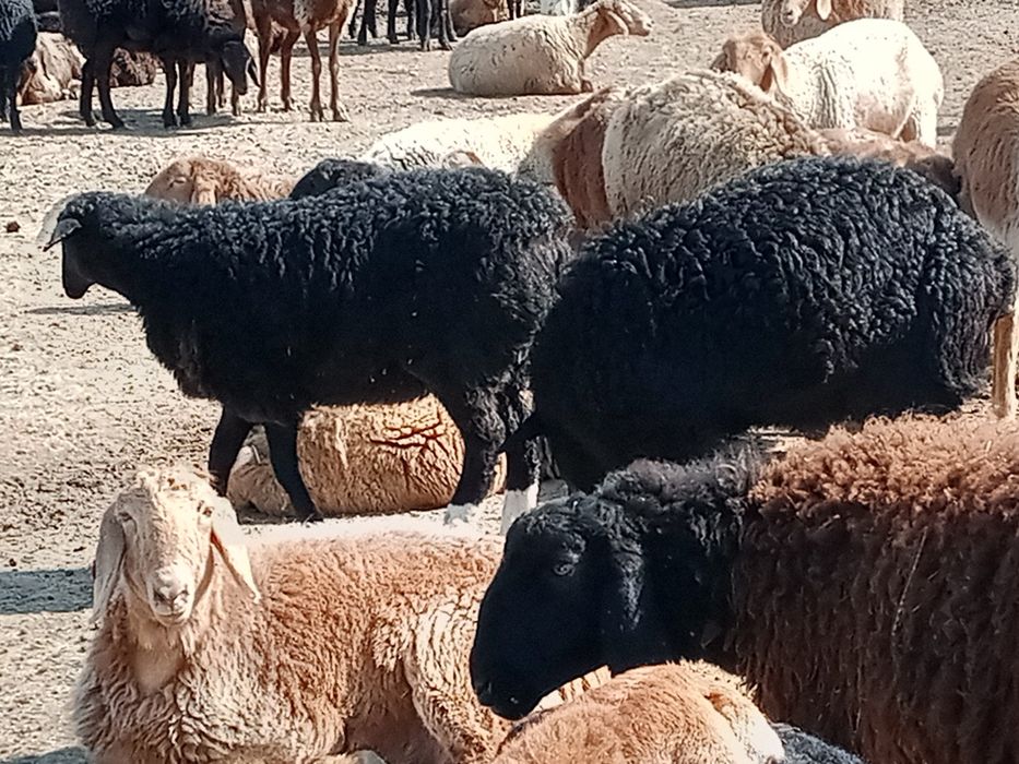 1еркек 1ургашы дендеры сау