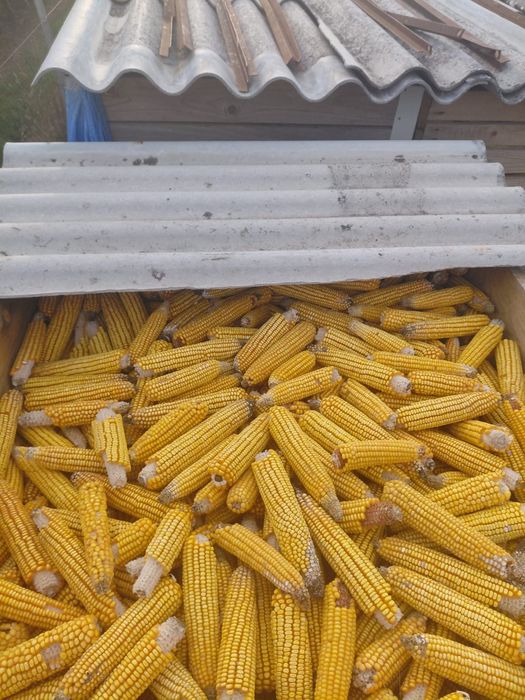 Vând grăunte! 1leu kg
