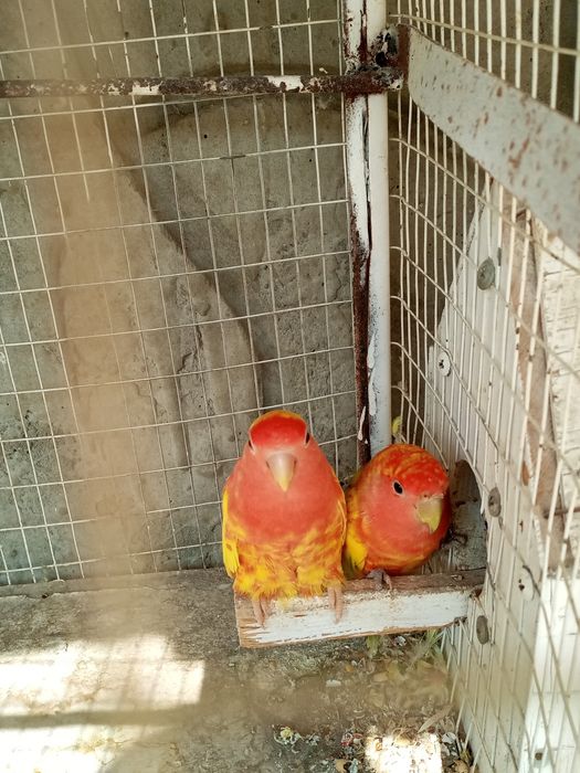 Toʻtilar sotiladi Turkiyadan kelgan ochirsa boʻladi