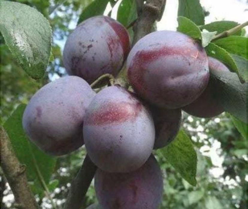 Ultima reducere!!!Prune direct proprietar
