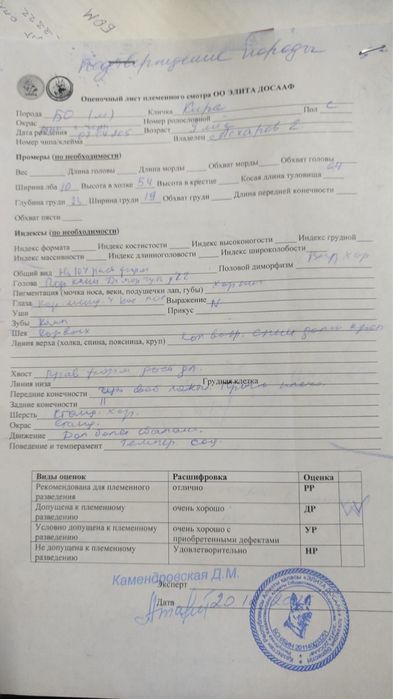 Белгийская овчарка малинуа