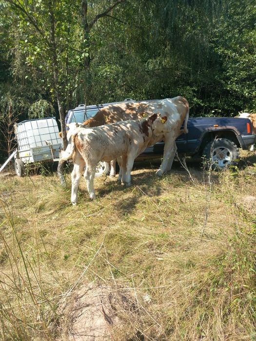 Veți la  3 luni vițea și vitel