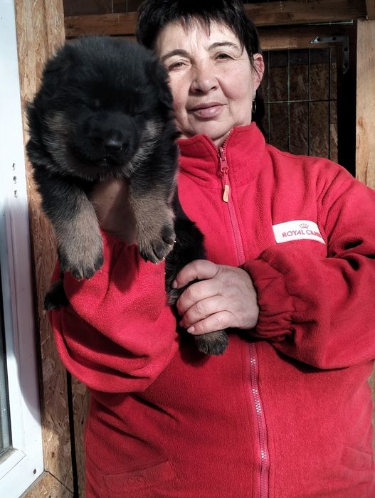 Продаются щенки немецкой овчарки