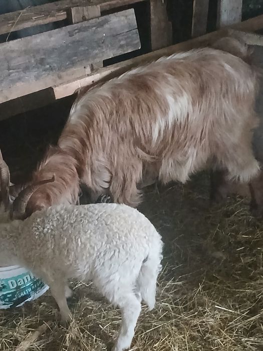 vând capre tinere cu miel si ied după ele!