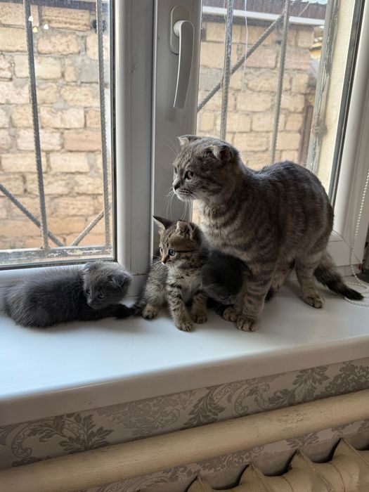 Шатладнская кошки