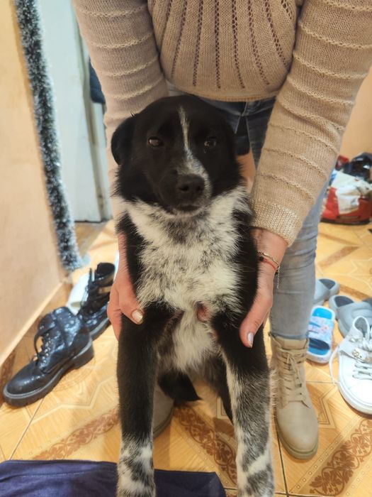 Donez cățel urgent