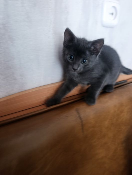 Отдам котёнка, девочка.