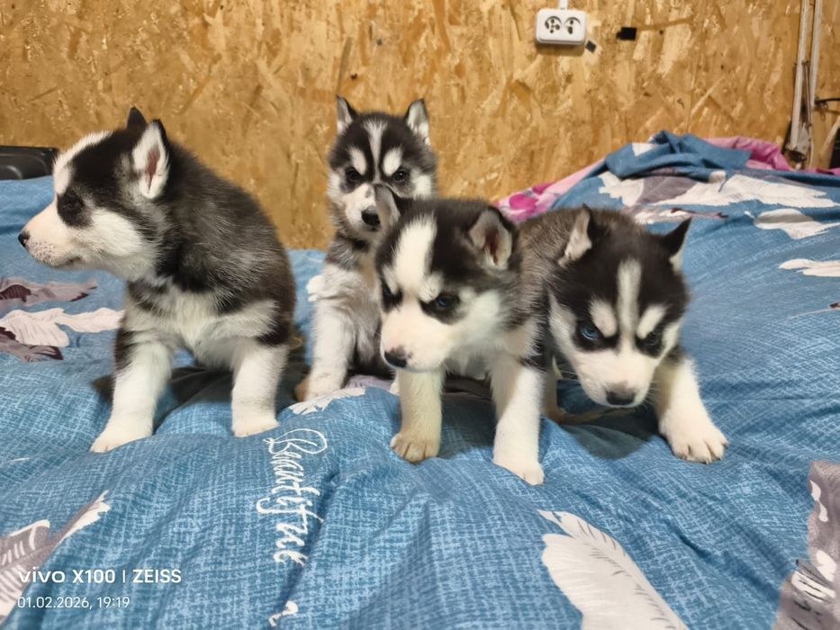 Щенки сибирской хаски.