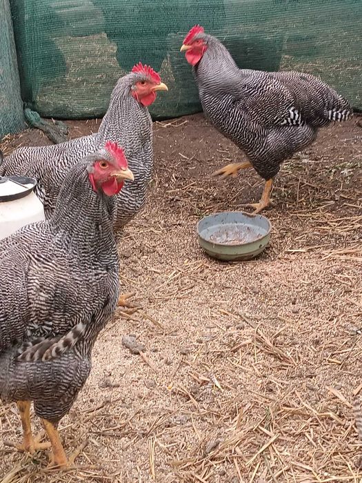 Cocosi playmont rok barat