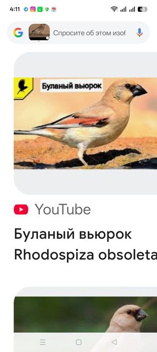 Буланый Вьюрок нар
