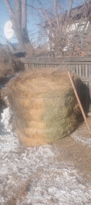 Продам сено житняк. Цена 4000