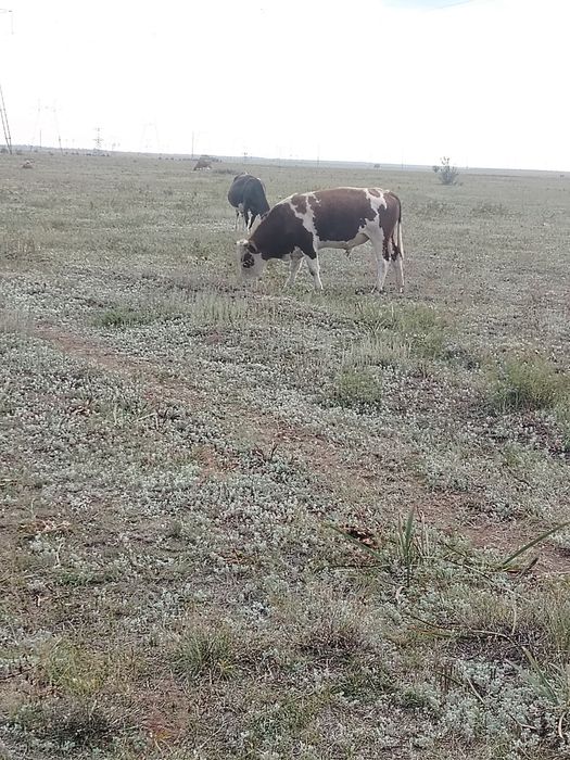 3 жасар Букалар сатылады.