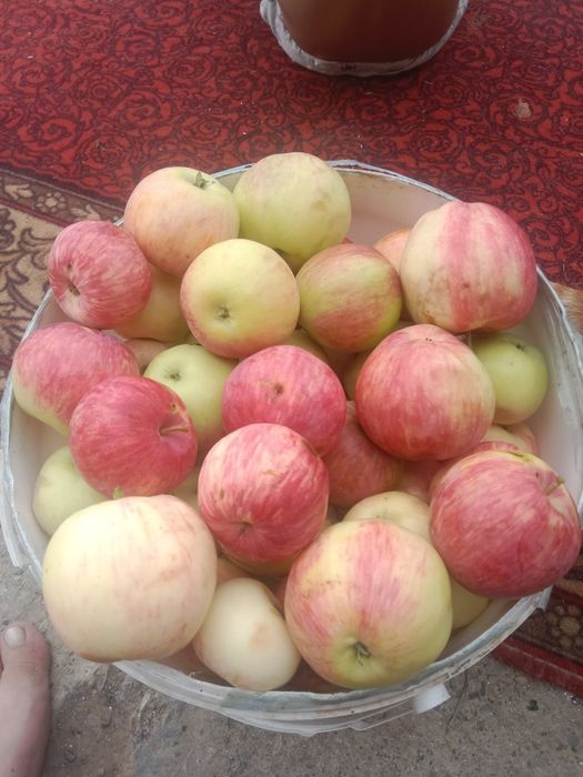 Продам яблоки Белый налив