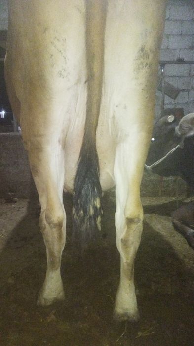 Сүтті сауын сиыр сатылады