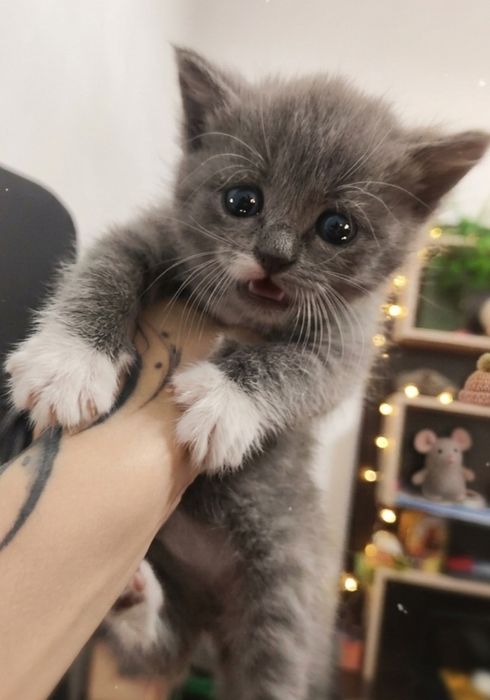 Котёнок в заботливые руки