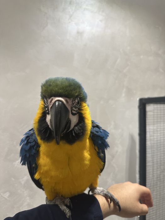 сине желтый ара