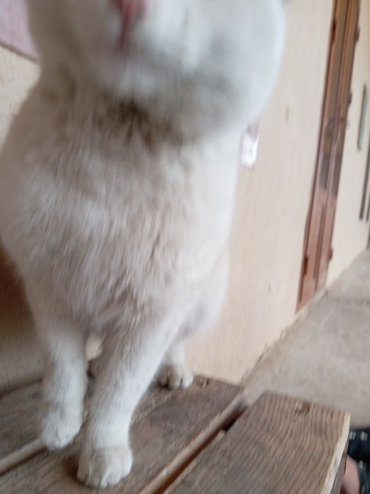 Zotor mushuk kafolati bilan