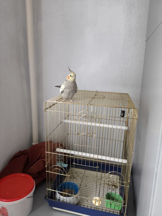 Попугай Корелла 2года