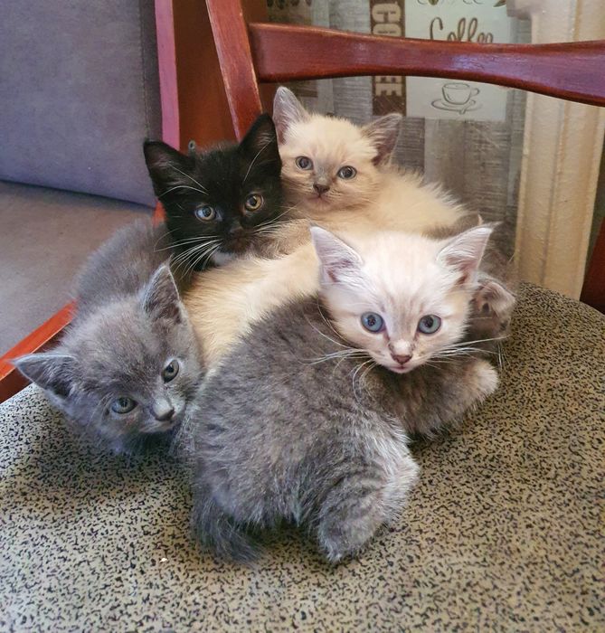 Отдам котят в добрые руки.