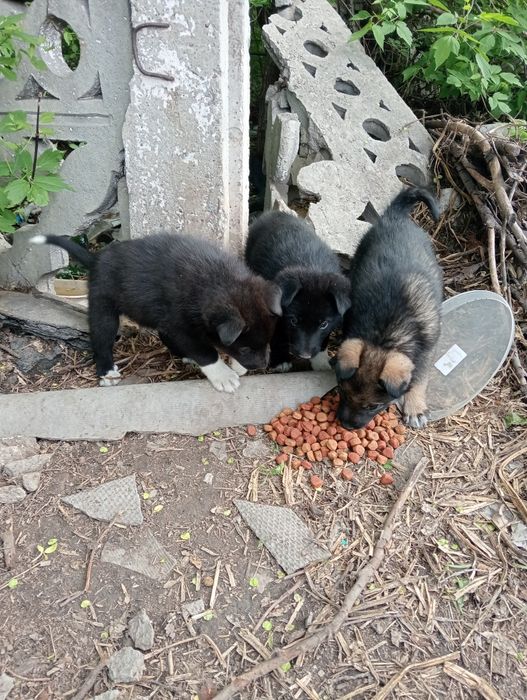 Найдены щенки ,ласковые,,