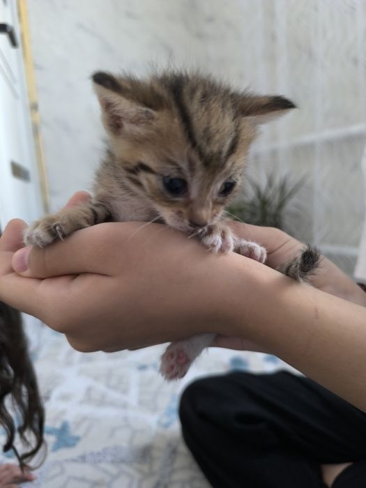 Котята бесплатно отдам