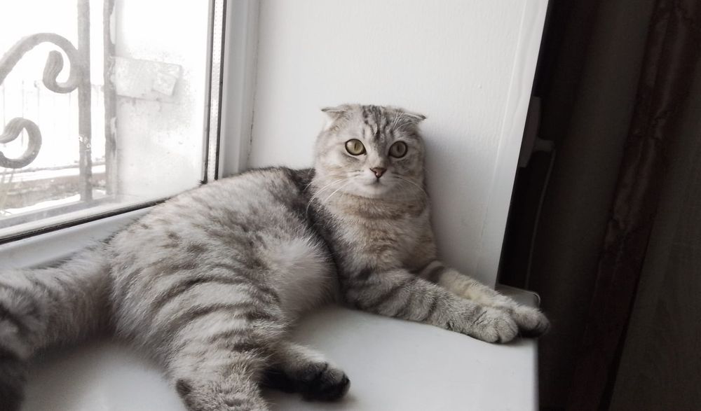 Котенок котенок котенок