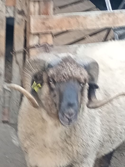 Tigaie.romaneasca
