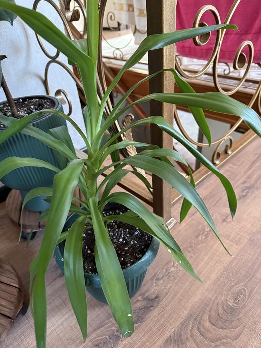 Продам комнатные цветы