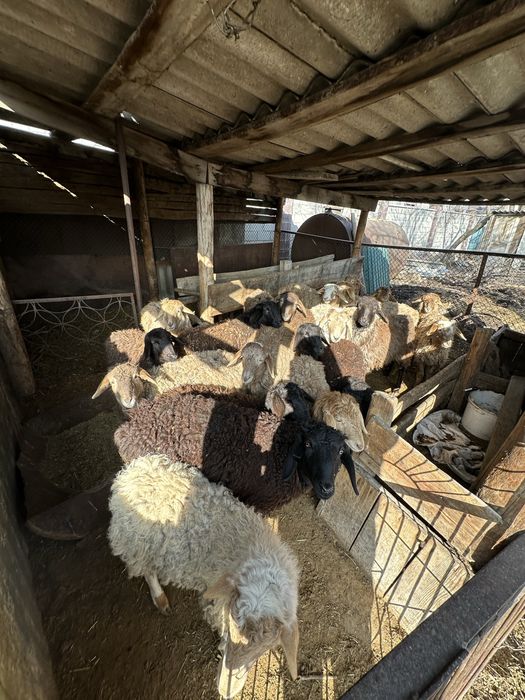 Продам баранов (токты)