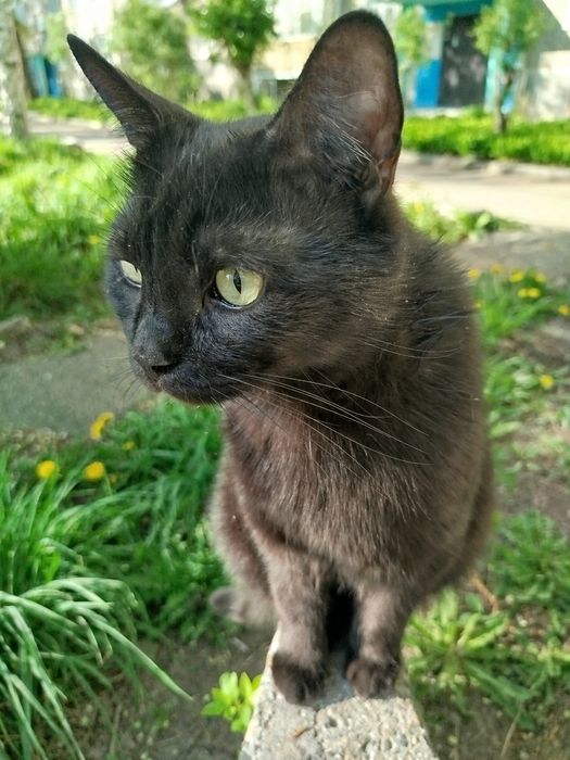 Пропал чёрный кот! Район Бульвар Гагарина