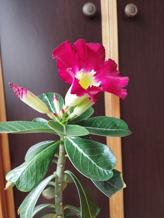 Цветущий адениум .