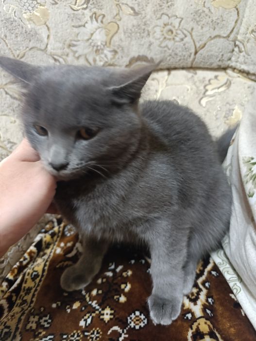 Продается породистая кошка