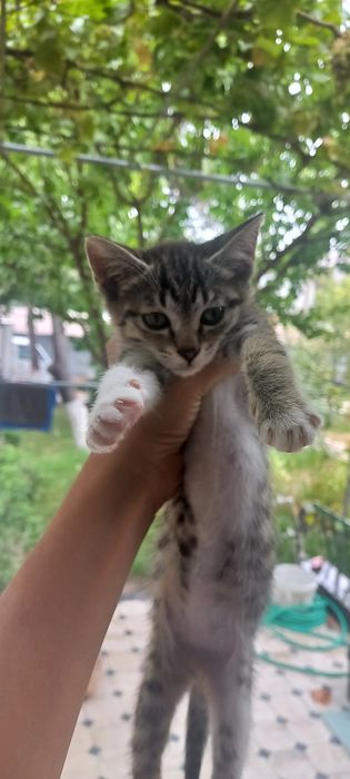 kichkina mushukcha