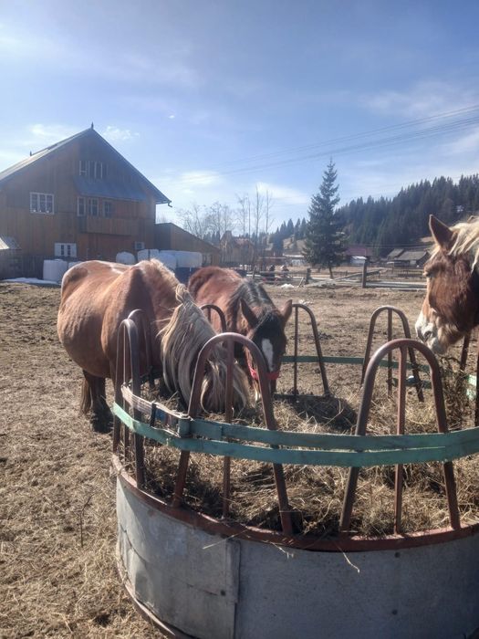 Vând mânz semigreu de 10 luni
