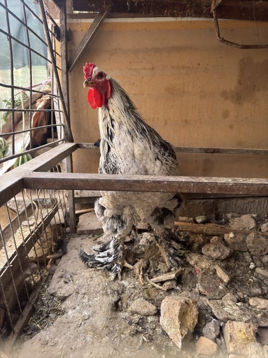 Brama xoroz sotiladi