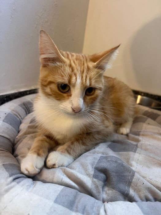 Adoptie pisica sterilizata