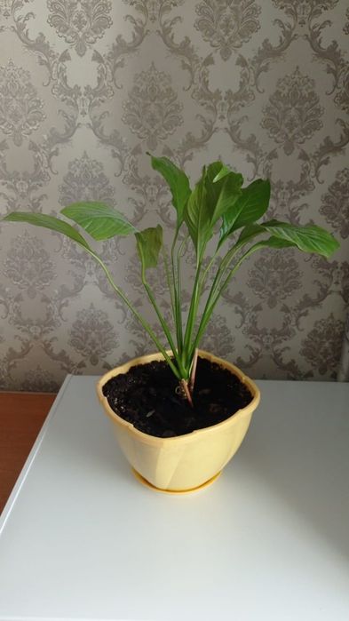 Продам цветок женское счастье