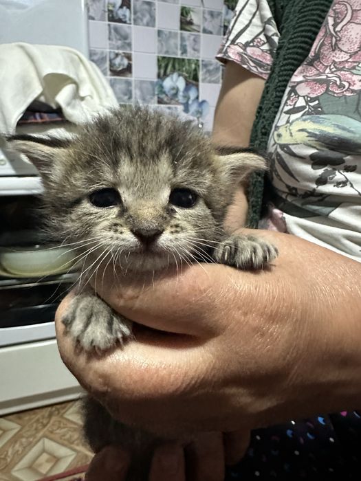 Отдам котят бесплатно