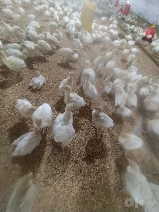 Fransiya davlatidan keltirilgan Qoni toza Big 6 joʻjalari