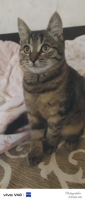 Полубенгал мальчик котенок