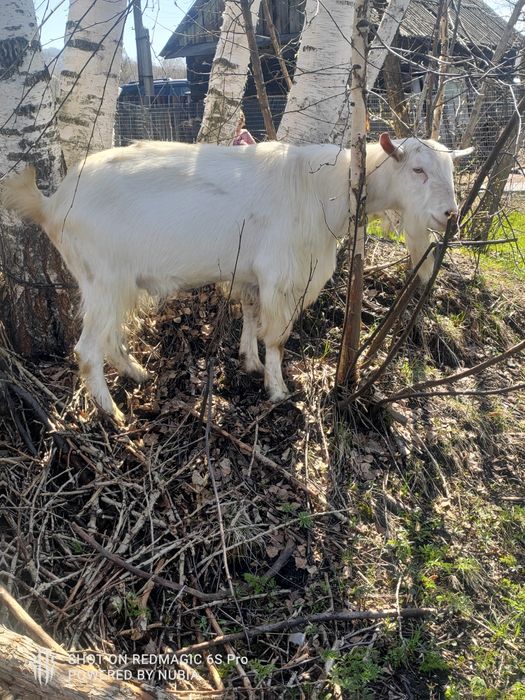 Продам козла, три года