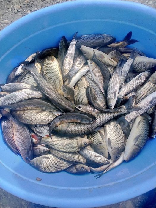 сазан бор таеор 80.грамдан 300 грамгача таеор
амур бор уруглик 50.100