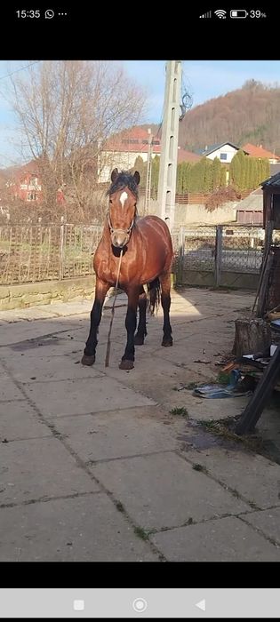 Vând armăsar,cu acte